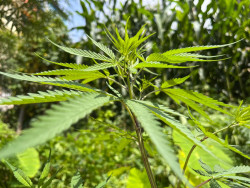 Nepal on the verge of legalising marijuana?